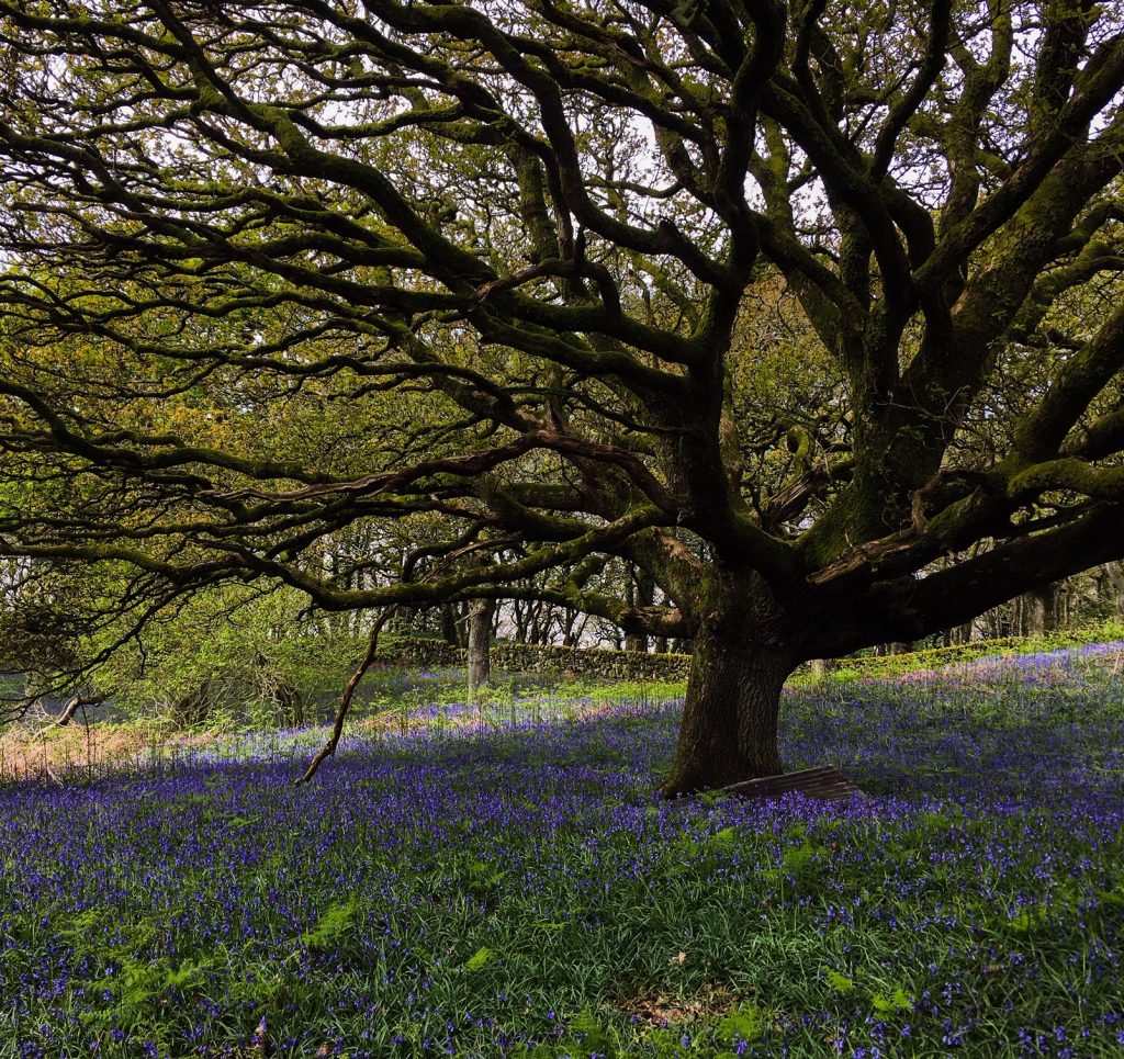 mental health support by walking - Lucy Hyde - counselling for depression