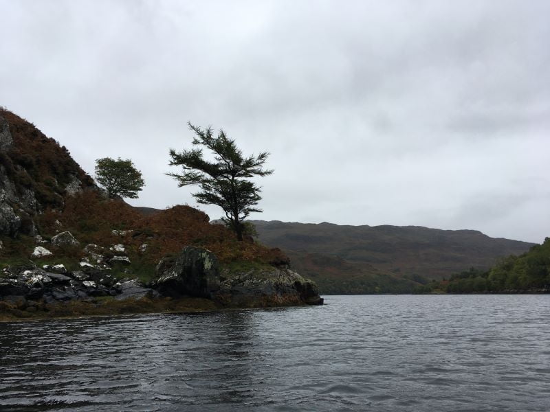 Wind-blown pine tree at the edge of sea